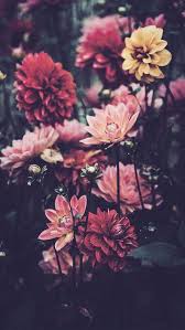 Pin By F Gallery On Flowers Floral Wallpaper Iphone Flower Background Iphone Nature Iphone Wallpaper