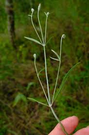 Image result for Achyropsis