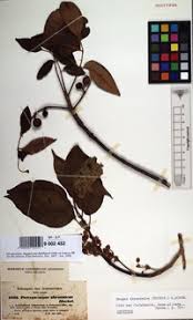 Image result for Marsdenia dregea