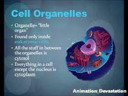 We did not find results for: Cell Organelles Parts Of The Cell Animated Presentation Youtube