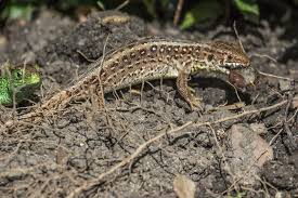 Eidechsen im garten + join group. Eidechsen Im Garten Foto Bild Tiere Wildlife Amphibien Reptilien Bilder Auf Fotocommunity