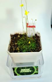 Image result for Utricularia subulata