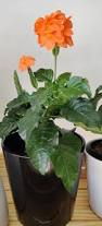 Image result for Crossandra infundibuliformis