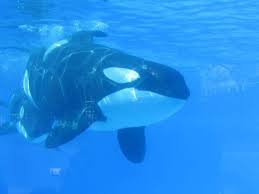 SeaWorld Orlando Orca Suffers Serious Injury To Dorsal Fin - The Dodo