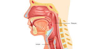 Image result for Pharyngitis