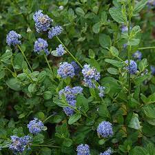 Check spelling or type a new query. Ceanothus Skylark Californian Lilac Mail Order Trees