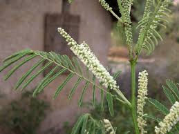Image result for Acacia polyacantha