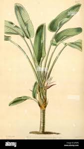 Image result for Strelitziaceae