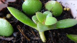 Pin On Plants