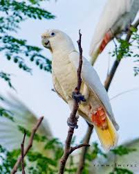 Philippine Cockatoo Rommel Cruz Jpg 767 960 Parrots Art Cute Birds Cockatoo