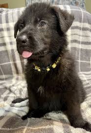 View the complete puppy profile for i am a very energetic and playful akc male german shepherd puppy! German Shepherd Puppies For Sale Lehigh Acres Fl 354225