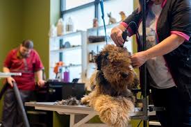 (6 days ago) at the vca north portland veterinary hospital, we look forward to welcoming you and your pet. Nature S Pet St Johns 32 Photos 54 Reviews Pet Stores 8169 N Lombard St Portland Or Phone Number