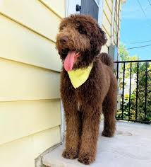 Nov 17, 2020 · the labradoodle typically has shorter hair that is wavy and wiry. The Chocolate Labradoodle Your Complete Guide Bubbly Pet