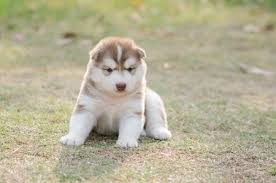 Cute Siberian Husky Puppy On Green Grass In Sunset Stock Photo Picture And Royalty Free Image Image 76046907