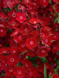 Pink flowers purple flowers blue flowers yellow flowers white flowers orange flowers red flowers bulbs roses. Dianthus Rockin Red Bluestone Perennials