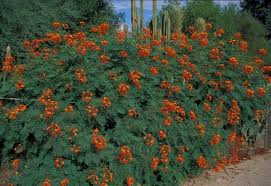 Image result for Caesalpinia