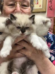 Cajun Ragdolls