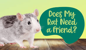 What does a rat eat in the wild? Oxbow Animal Health Does My Rat Need A Friend