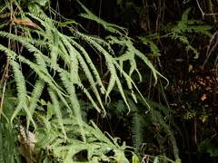 Image result for Sticherus flagellaris
