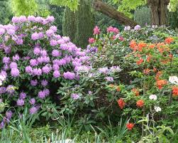 Buchsbäume sind sehr vielseitig und werden häufig in kunstvolle. Zierstraucher Im Garten Pflanzen Und Pflegen Mein Schoner Garten
