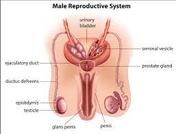 Sign up for free today! Male Anatomy Below Your Belt