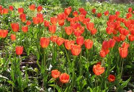 We cater to all wholesale & retail distribution channels for domestic & international markets. Tulip Wikipedia