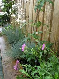 Blossoming Gardens Garden Design Edinburgh And East Lothian Little Garden Garden Design Coastal Gardens