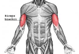 muscle groups that beginners should