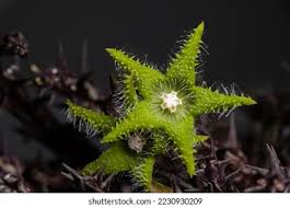 Image result for Piaranthus atrosanguineus