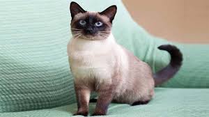 Kucing himalayan sering juga disebut sebagai variasi warna colorpoint dari kucing persia, namun juga sering disebutkan sebagai variasi bulu panjang dari kucing siamese. Kucing Siam Harga Jenis Ciri Ciri Makanan Dan Cara Merawat