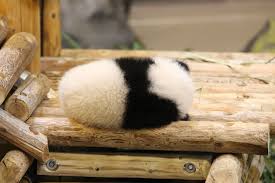 A Sleeping Ball Of Fluff Baby Panda Bears Panda Bear Panda