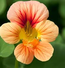 Image result for Nectaropetalum