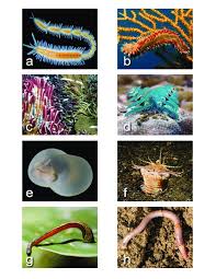 Atualize annelids e não perca o canhão de neve, porque é apenas por um tempo limitado!. 3 Examples Of Diversity In Extant Annelids A A Member Of Order Download Scientific Diagram