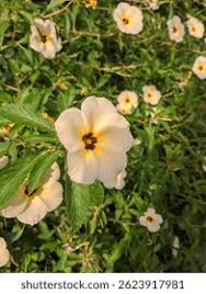 Image result for Turneraceae