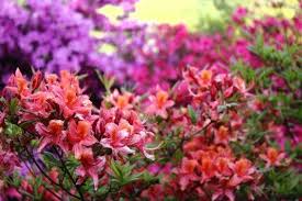 Rombergpark Dortmund Garten Park Rom