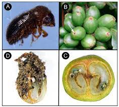 The best eradication method for a major infestation is: Insects Free Full Text Coffee Berry Borer Hypothenemus Hampei A Global Pest Of Coffee Perspectives From Historical And Recent Invasions And Future Priorities Html