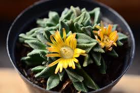 Image result for Nananthus aloides
