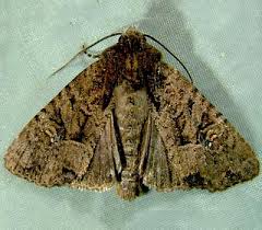 Image result for Mitrasacmopsis