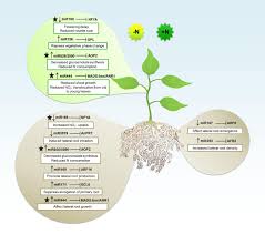 Maybe you would like to learn more about one of these? Frontiers Npk Macronutrients And Microrna Homeostasis Plant Science