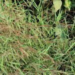 Image result for Microstegium fasciculatum