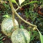 Image result for Voacanga thouarsii