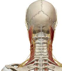 This thin muscle tenses the skin of the neck. Https Cdn2 Hubspot Net Hubfs 189659 Neck Muscles 041715 Pdf Hssc 194883122 4 149