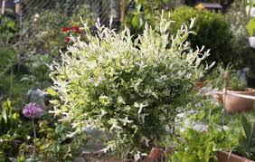 Le jasmin étoilé (trachelospermum jasminoides) se plaît surtout en pot. Comment Cultiver Le Jasmin D Hiver Aussi Connu Sous Le Nom De Jasmin Jaune