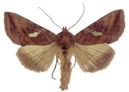 Image result for Autographa excelsa