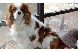 Utd on shots amp worming. Katie Cavalier King Charles Spaniel Puppy For Sale Near Houston Texas 8f6635e6 D851
