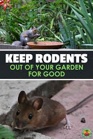 How do you get rid of mice? Rat Proof Garden How To Get Rid Of Rodents In Garden Spaces Epic Gardening Garden Pests Rodents Natural Rat Repellent
