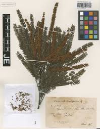 Image result for Hydrostachys insignis