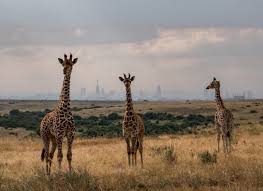 Riesige auswahl an cds, vinyl und mp3s. Wildlifedirect A Twitter Today Is Worldgiraffeday On This Day We Celebrate An Animal With The Longest Neck In The World Creating Awareness Shedding Light On The Challenges The Giraffe Faces In