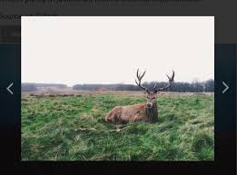 Последние твиты от flickr (@flickr). Responsive Flickr Gallery With Pure Javascript Flikrgal Css Script