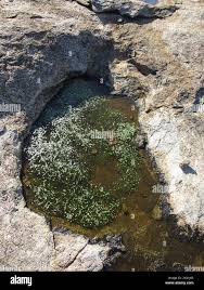 Image result for Aponogeton stuhlmannii